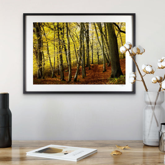 The Forest Wears a Yellow Hat