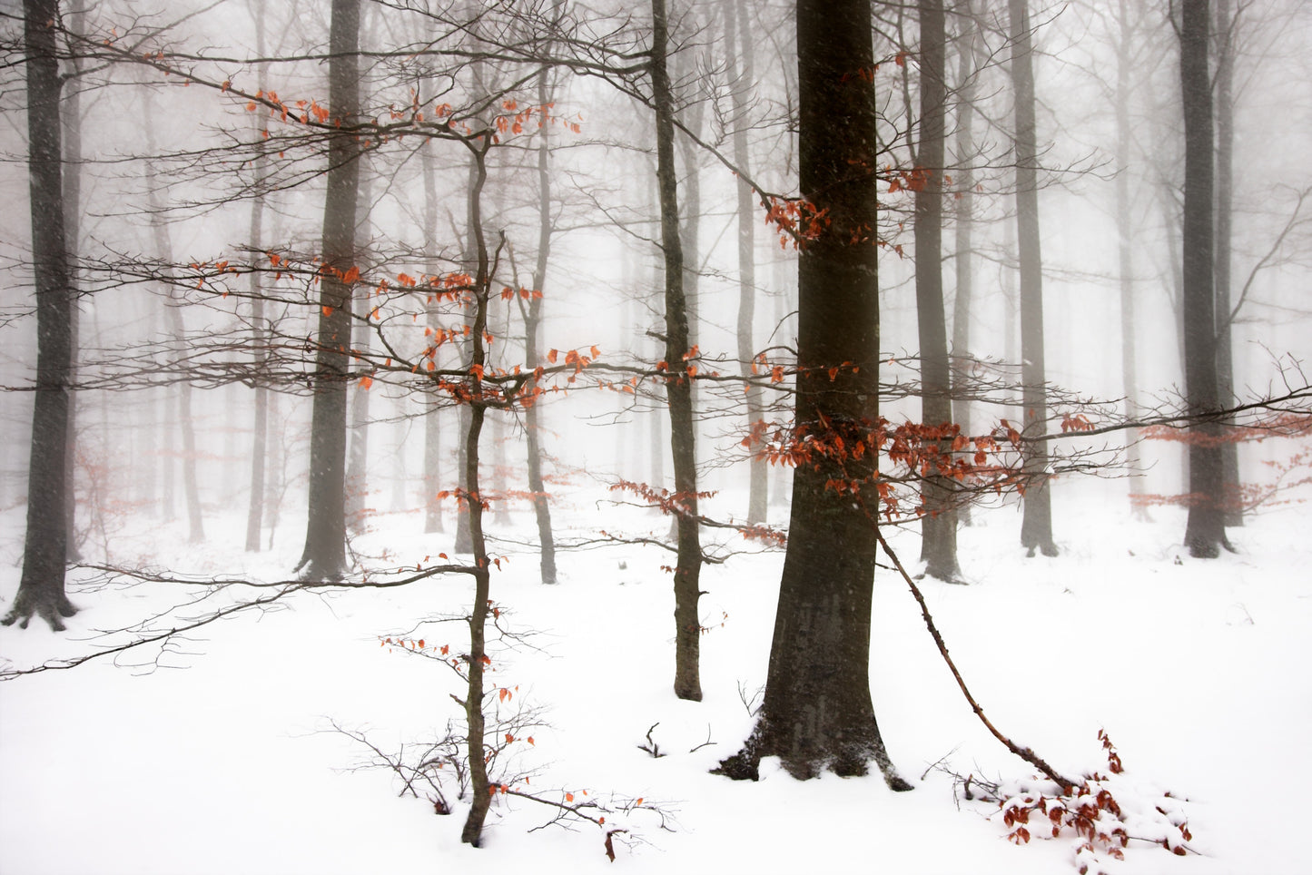 Vinterlandskab på i skoven Bornholm. Fotokunst af Peter Strøiman.